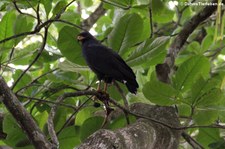 Krabbenbussard (Buteogallus anthracinus anthracinus) im Nationalpark Cahuita, Costa Rica