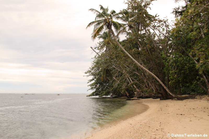 Cahuita