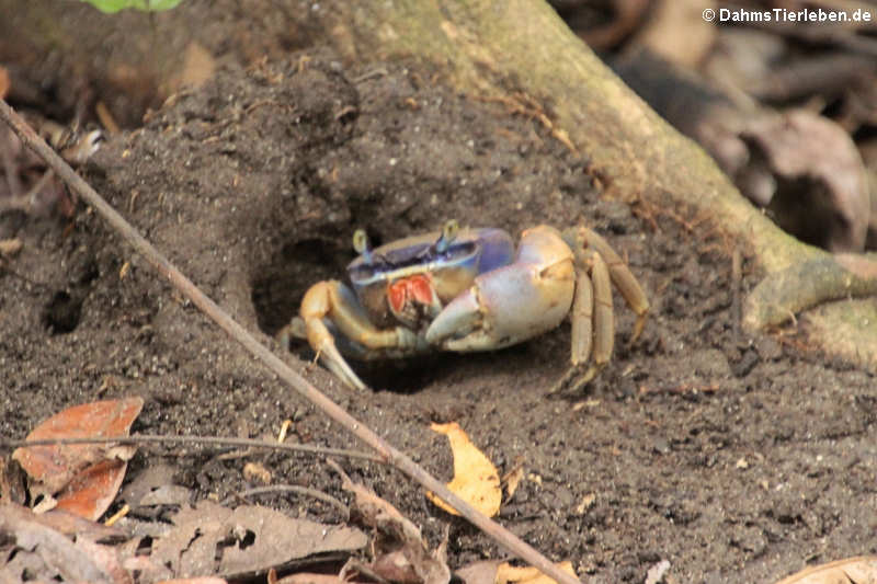 Cardisoma guanhumi-1