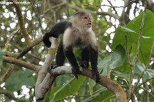 Panama-Kapuzineraffe (Cebus imitator) im Nationalpark Cahuita, Costa Rica