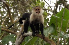 Panama-Kapuzineraffe (Cebus imitator) im Nationalpark Cahuita, Costa Rica