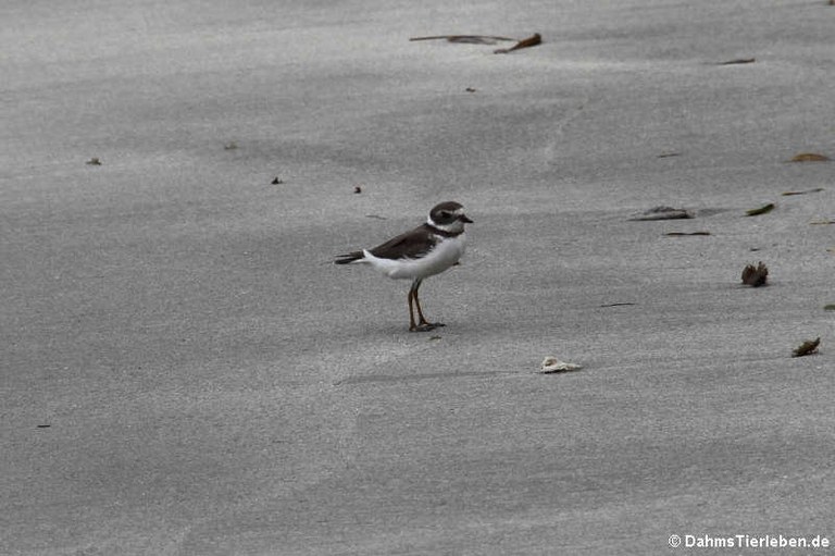 Charadrius semipalmatus