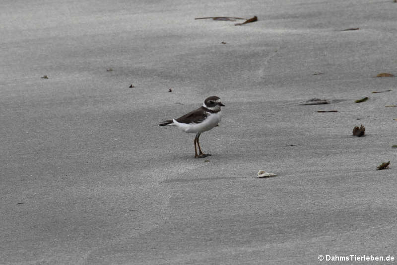 Charadrius semipalmatus