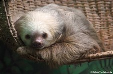 Hoffmann-Zweifingerfaultier (Choloepus hoffmanni) in der Sloths Sanctuary Cahuita, Costa Rica