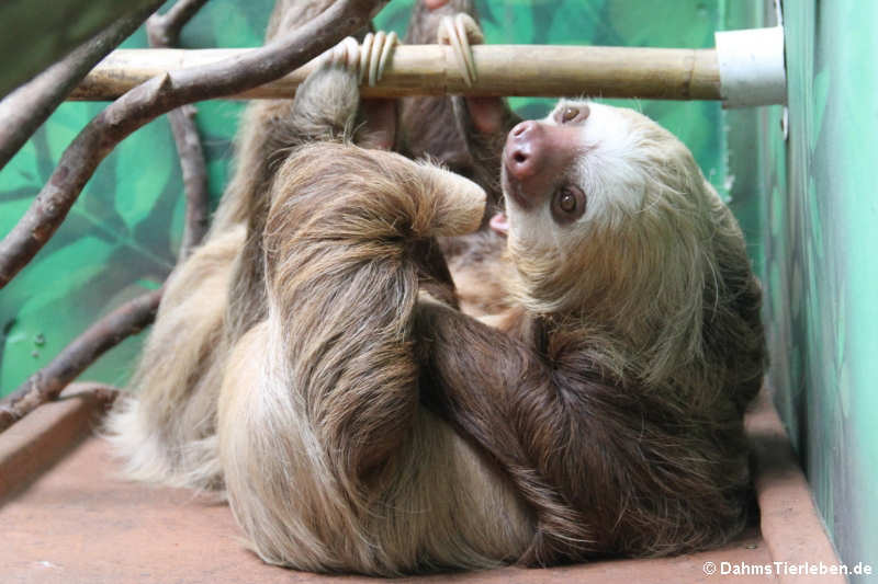 Hoffmann-Zweifingerfaultier Choloepus hoffmanni-2