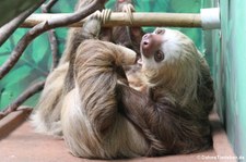 Hoffmann-Zweifingerfaultier (Choloepus hoffmanni) in der Sloths Sanctuary Cahuita, Costa Rica