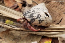 Karibik-Landeinsiedlerkrebs (Coenobita clypeatus) im Nationalpark Cahuita, Costa Rica