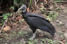 Rabengeier (Coragyps atratus brasiliensis) Nationalpark Cahuita, Costa Rica