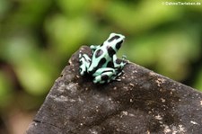 Goldbaumsteiger (Dendrobates auratus) in Costa Rica