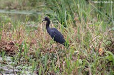 Blaureiher (Egretta caerulea) im Nationalpark Cahuita, Costa Rica