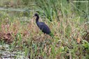 Egretta caerulea