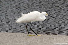 Schmuckreiher (Egretta thula thula) im Nationalpark Cahuita, Costa Rica