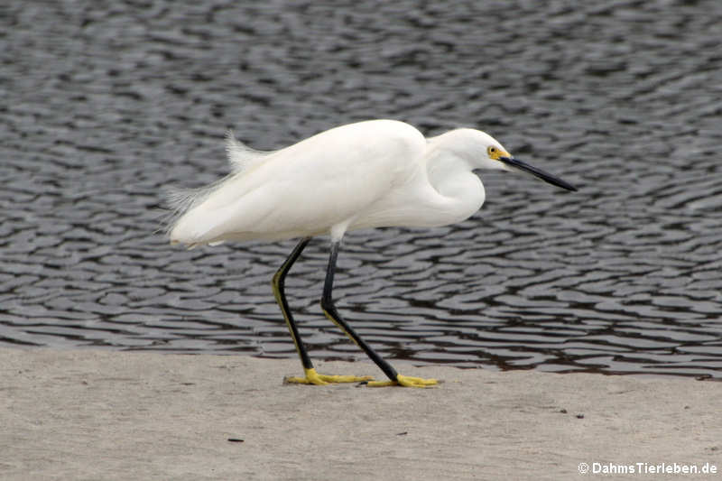 Schmuckreiher (Egretta thula thula)