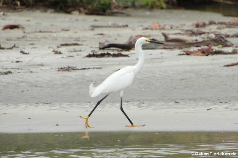 Egretta thula thula