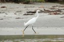 Egretta thula thula