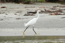 Schmuckreiher (Egretta thula thula) im Nationalpark Cahuita, Costa Rica