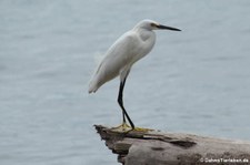 Schmuckreiher (Egretta thula thula) im Nationalpark Cahuita, Costa Rica