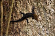 Männlicher Gelbkopfgecko (Gonatodes albogularis fuscus) im Nationalpark Cahuita, Costa Rica