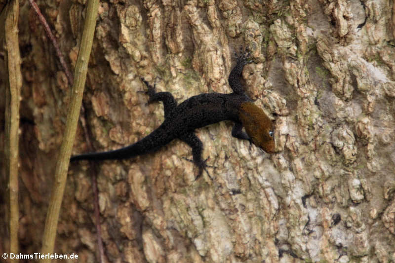 Gelbkopfgecko (Gonatodes albogularis fuscus)