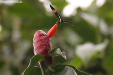 Kleiner Kurier (Heliconius erato) im Nationalpark Cahuita, Costa Rica