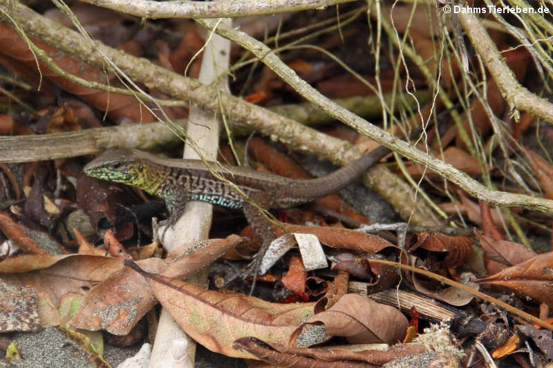 Zentralamerikanische Ameive
(Holcosus festivus) Holcosus festivus