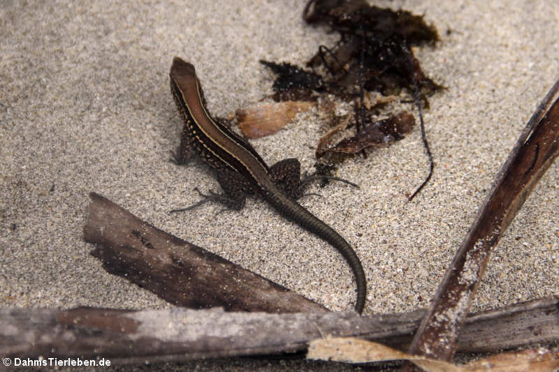 Vierstreifenameive Holcosus quadrilineatus-3
