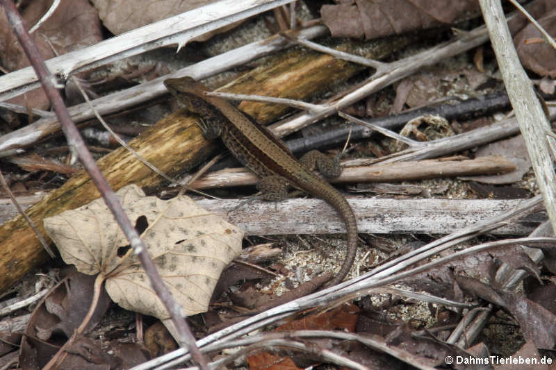 Vierstreifenameive Holcosus quadrilineatus-2