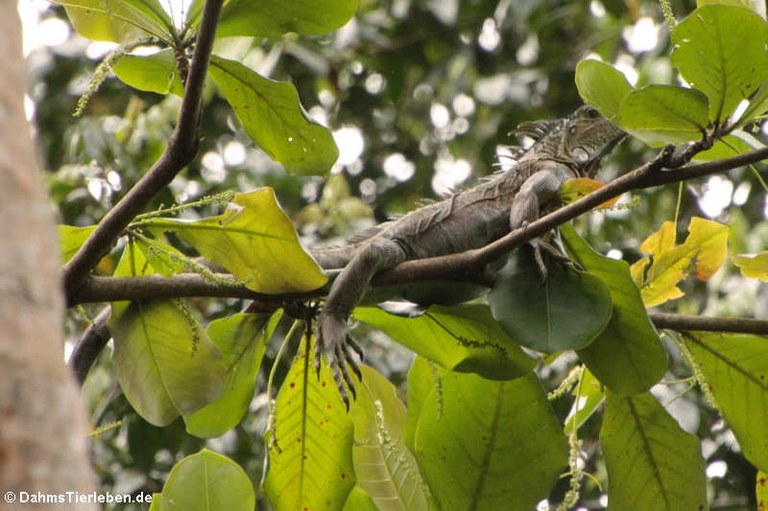 Iguana iguana