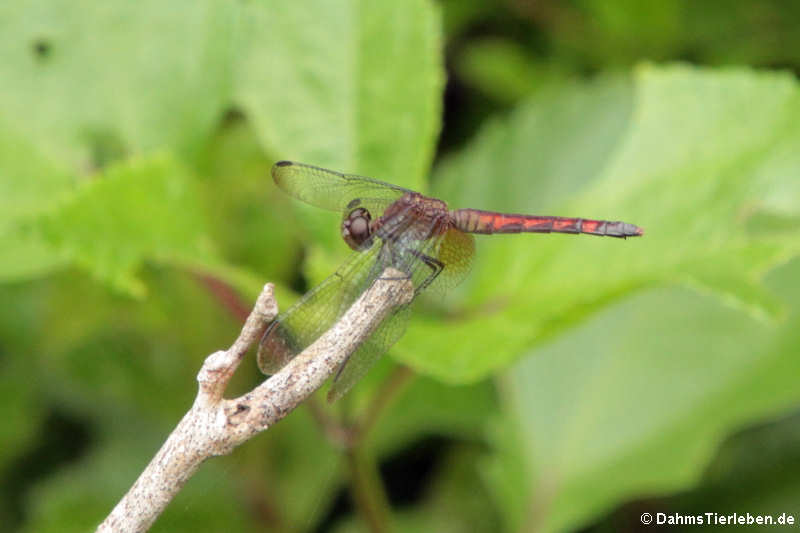 Libelle (Erythrodiplax fervida)