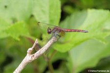 Erythrodiplax fervida im Nationalpark Cahuita, Costa Rica