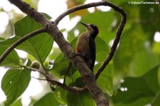 Eichelspecht (Melanerpes formicivorus striatipectus) im Nationalpark Cahuita, Costa Rica