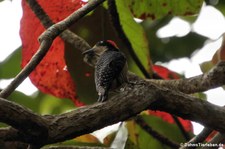 Eichelspecht (Melanerpes formicivorus striatipectus) im Nationalpark Cahuita, Costa Rica