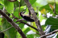 Eichelspecht (Melanerpes formicivorus striatipectus) im Nationalpark Cahuita, Costa Rica
