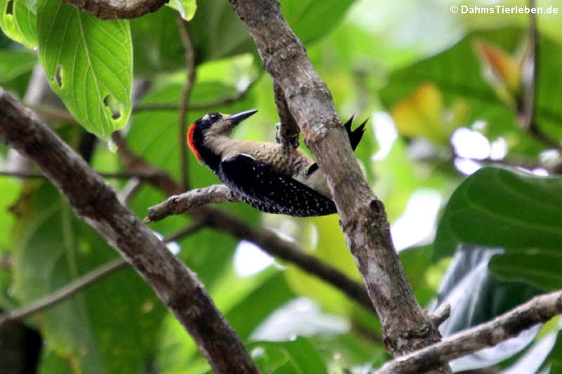 Eichelspecht (Melanerpes formicivorus striatipectus)