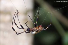 Goldene Seidenspinne (Nephila clavipes) in der Forschungsstation Cahuita, Costa Rica