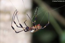 Trichonephila clavipes-1