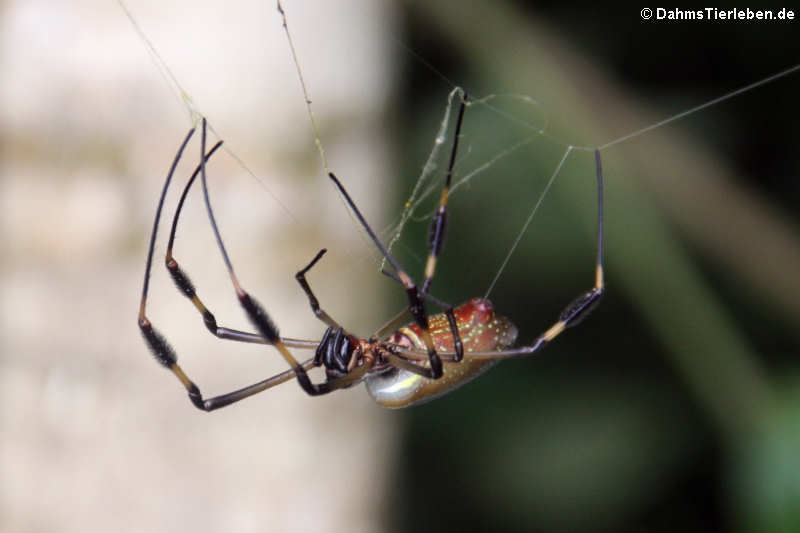 Goldene Seidenspinne (Nephila clavipes)