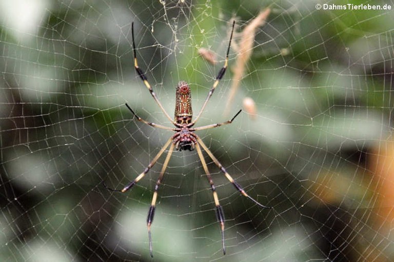 Trichonephila clavipes