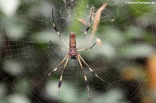 Goldene Seidenspinne (Nephila clavipes) in der Forschungsstation Cahuita, Costa Rica