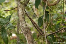 Erdspitznatter (Oxybelis aeneus) im Nationalpark Cahuita, Costa Rica