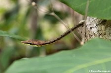 Erdspitznatter (Oxybelis aeneus) im Nationalpark Cahuita, Costa Rica