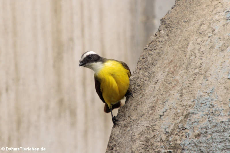 Pitangus sulphuratus guatimalensis