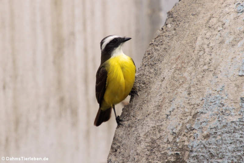 Schwefelmaskentyrann (Pitangus sulphuratus guatimalensis)