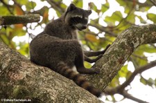 Krabbenwaschbär (Procyon cancrivorus) im Nationalpark Cahuita, Costa Rica