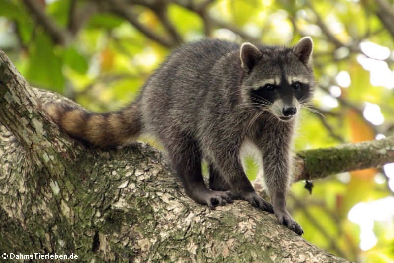 Mittelamerikanischer Krabbenwaschbär (Procyon cancrivorus panamensis)