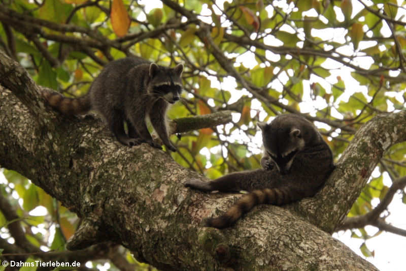 Mittelamerikanische Krabbenwaschbären Procyon cancrivorus panamensis-1