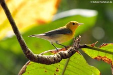 Zitronenwaldsänger (Protonotaria citrea) im Nationalpark Cahuita, Costa Rica