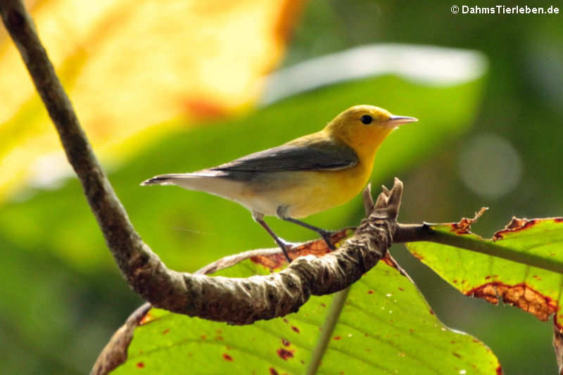 Zitronenwaldsänger (Protonotaria citrea)