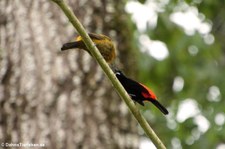 Passerinitangare (Ramphocelus passerinii) im Nationalpark Cahuita, Costa Rica