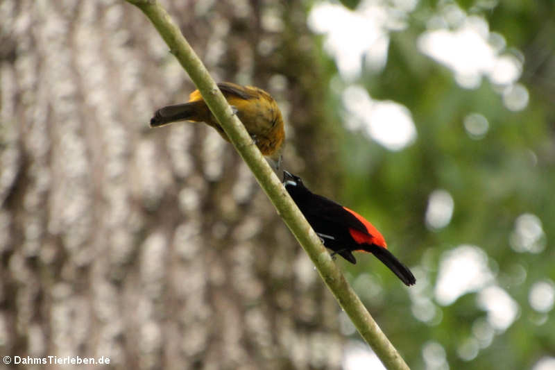 Passerinitangare (Ramphocelus passerinii)